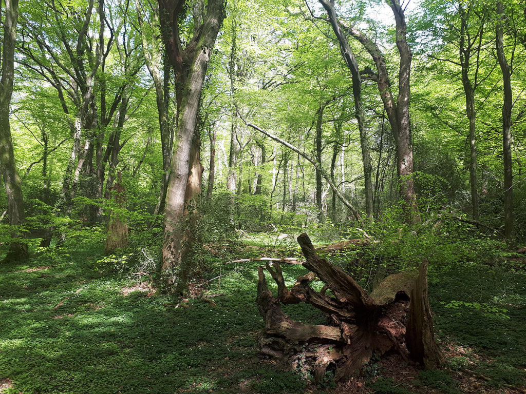 neuenburger-urwald