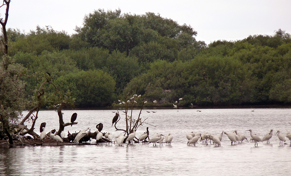 schiermonnikoog-westerplas-juli2021