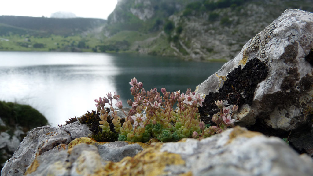 picos-covadonga-9