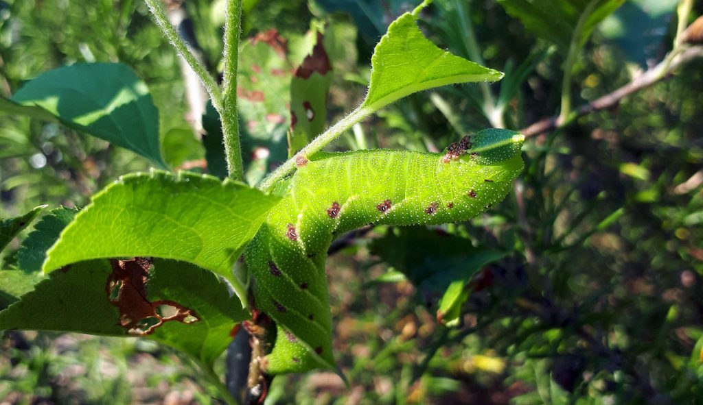 eyed-hawk-moth-caterpillar-1