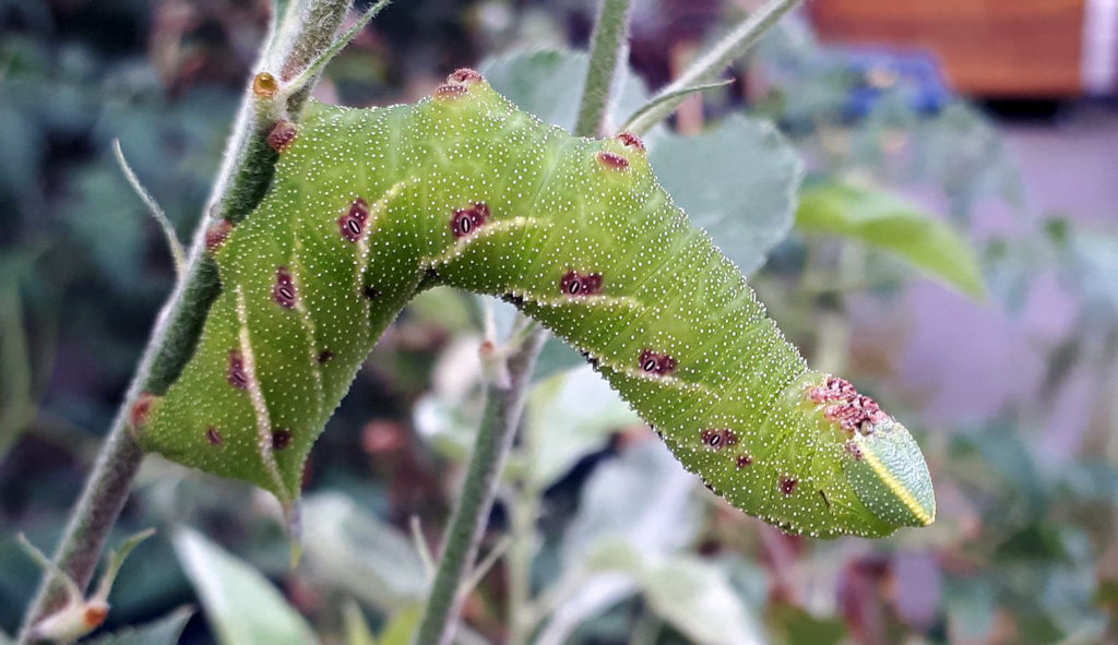 eyed-hawk-moth-caterpillar-2