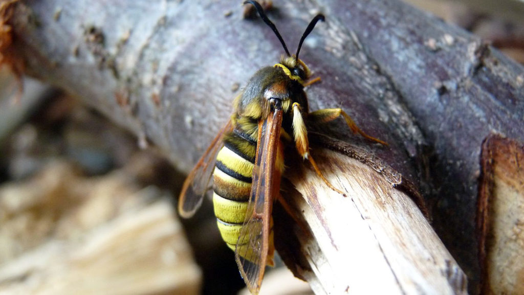 lunar-hornet-moth