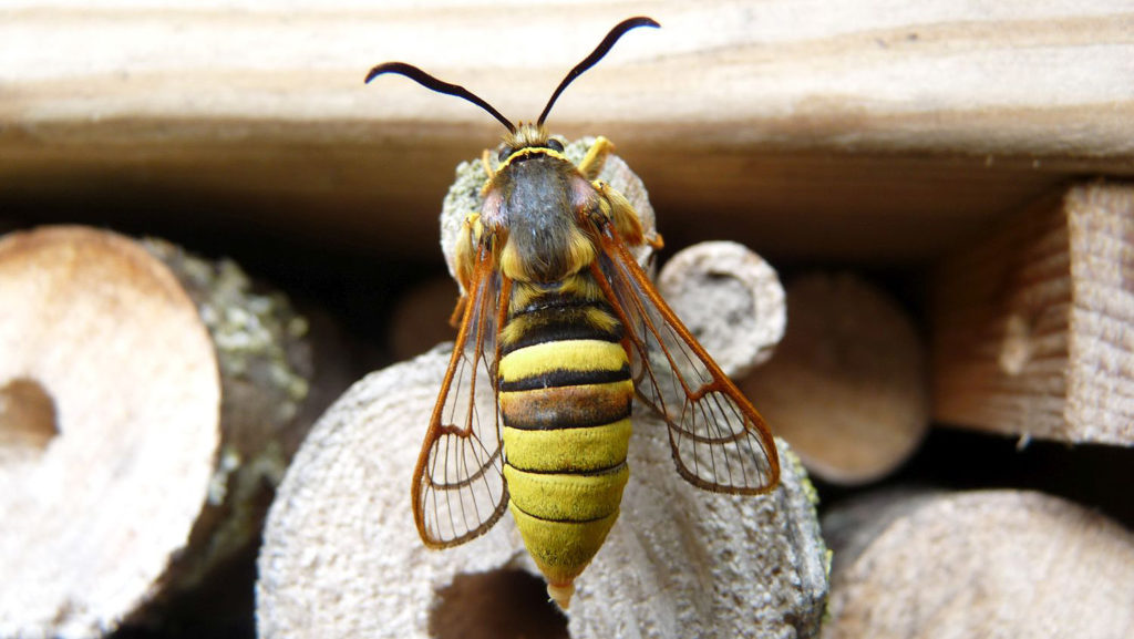 lunar-hornet-moth-2